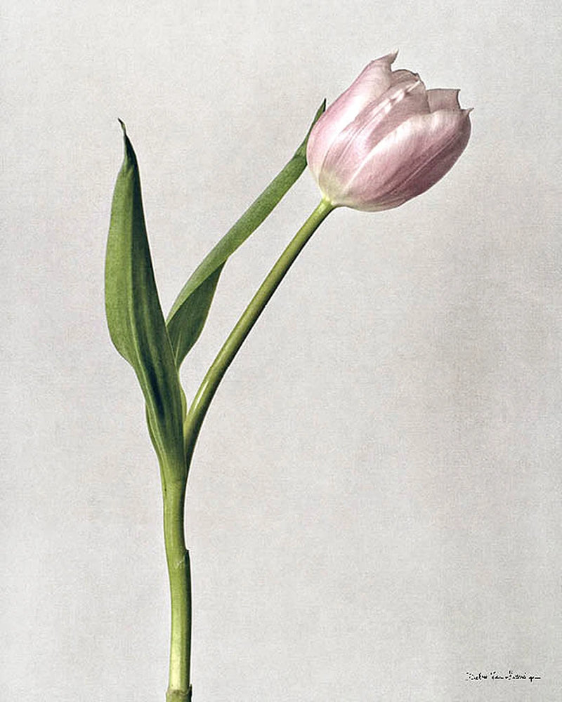 Light Tulips II Crop by Debra Van Swearingen