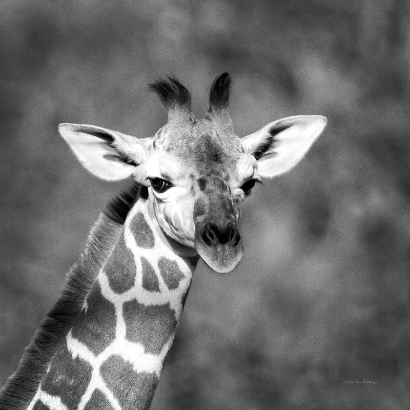 Little Guy by Debra Van Swearingen. SKU 52675a. Archival Giclee Fine art print for wall decor.