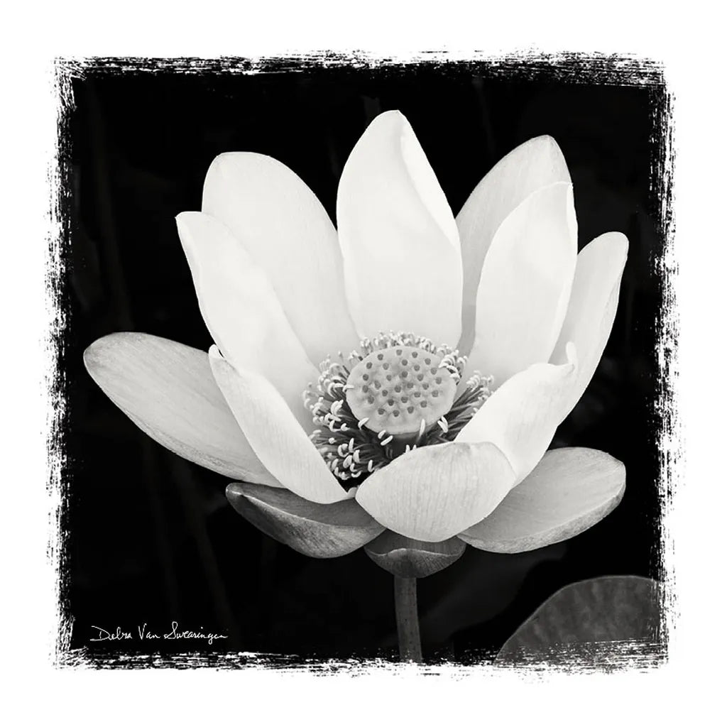Lotus Flower I by Debra Van Swearingen. SKU 11703a. Archival Giclee Fine art print for wall decor.