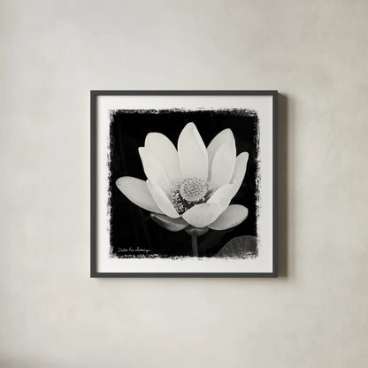 Lotus Flower I by Debra Van Swearingen. Shown in a sleek black glass frame for a contemporary gallery look. Available as an archival giclee rolled canvas, fine art paper, or poster print. SKU 11703a.