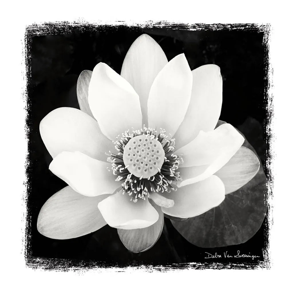 Lotus Flower II by Debra Van Swearingen. SKU 11704a. Archival Giclee Fine art print for wall decor.