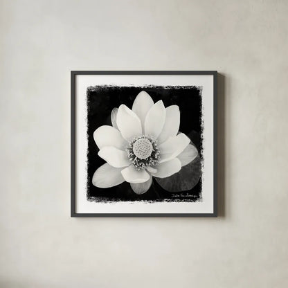 Lotus Flower II by Debra Van Swearingen. Shown in a sleek black glass frame for a contemporary gallery look. Available as an archival giclee rolled canvas, fine art paper, or poster print. SKU 11704a.