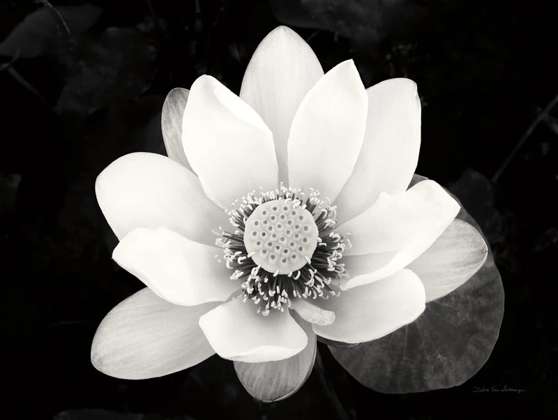 Lotus Flower II v2 by Debra Van Swearingen