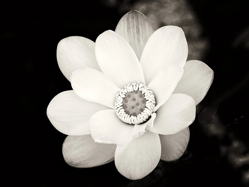 Lotus Flower III by Debra Van Swearingen