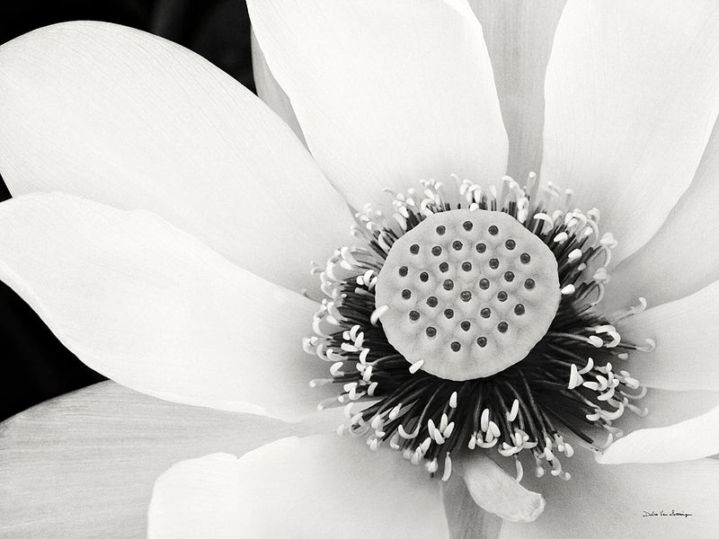 Lotus Flower IV by Debra Van Swearingen