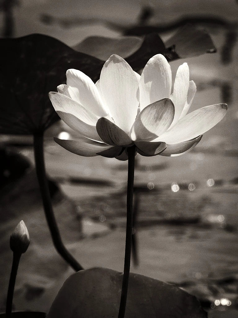 Lotus Flower IX by Debra Van Swearingen