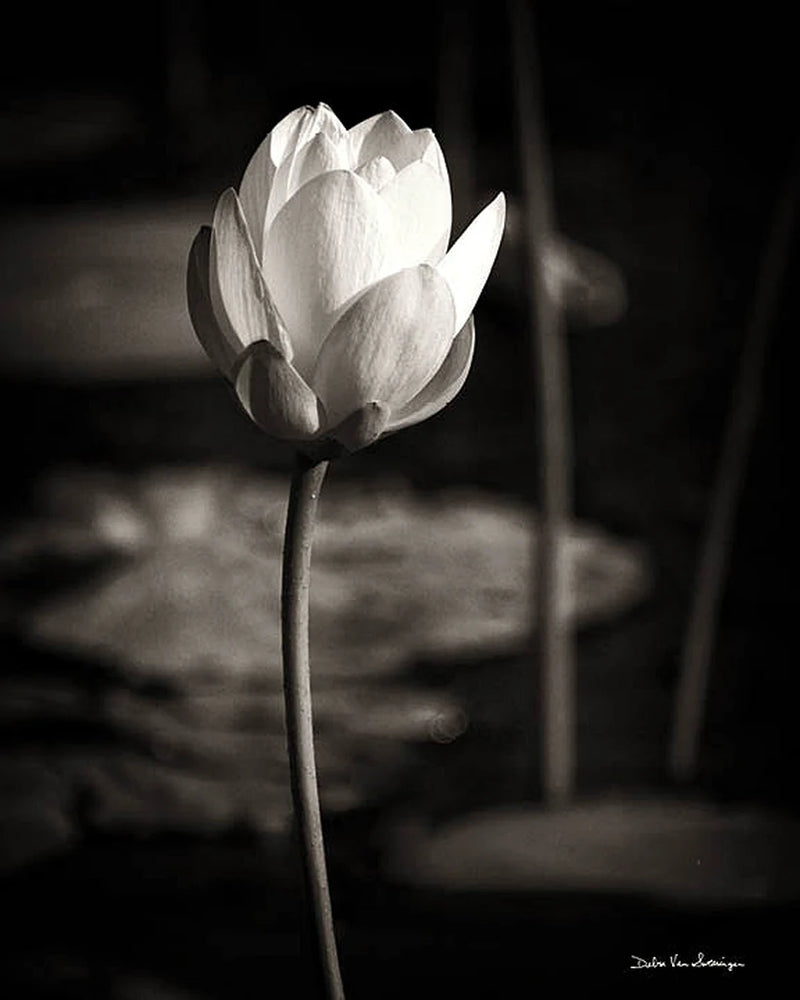Lotus Flower VI by Debra Van Swearingen