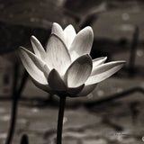Lotus Flower VII Sq by Debra Van Swearingen. SKU 11801a. Archival Giclee Fine art print for wall decor.