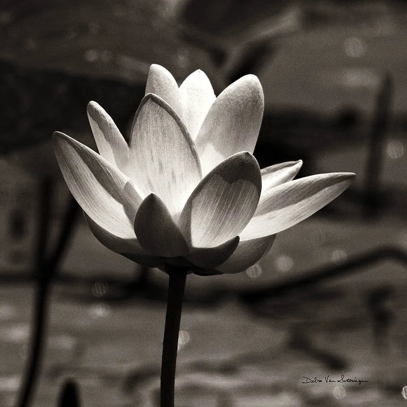 Lotus Flower VII Sq by Debra Van Swearingen. SKU 11801a. Archival Giclee Fine art print for wall decor.