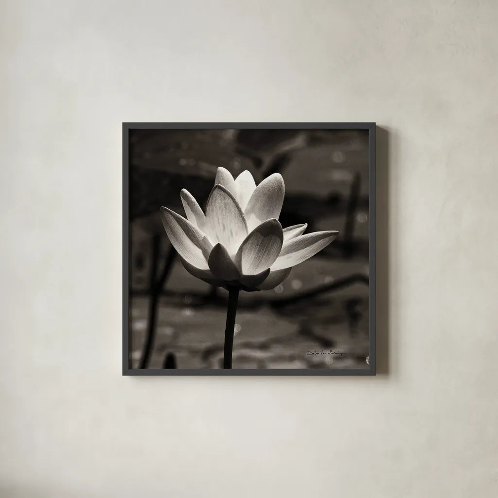 Lotus Flower VII Sq by Debra Van Swearingen. Shown in a sleek black glass frame for a contemporary gallery look. Available as an archival giclee rolled canvas, fine art paper, or poster print. SKU 11801a.