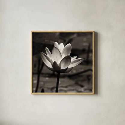 Lotus Flower VII Sq by Debra Van Swearingen. Shown in a natural wood glass frame for a timeless modern aesthetic. Available as an archival giclee rolled canvas, fine art paper, or poster print. SKU 11801a.