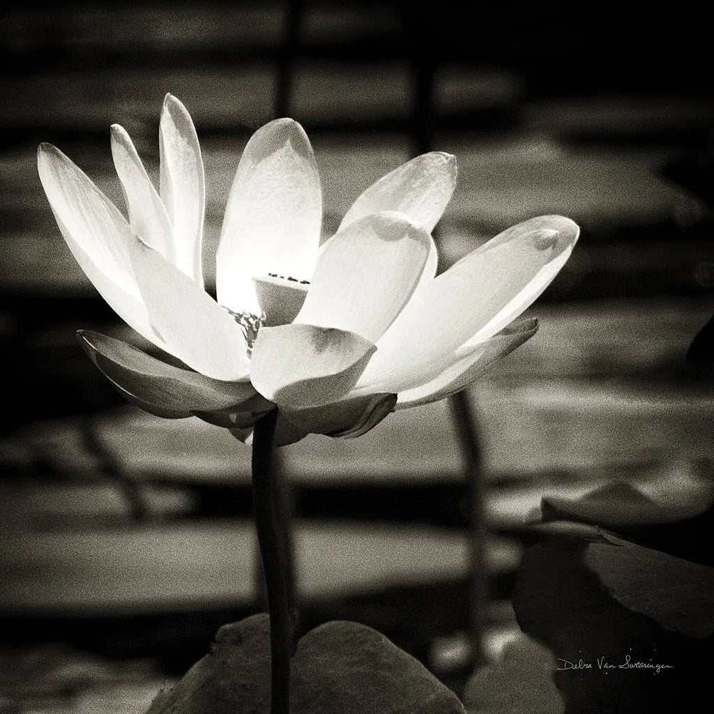 Lotus Flower VIII Sq by Debra Van Swearingen. SKU 11802a. Archival Giclee Fine art print for wall decor.
