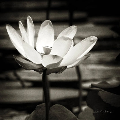 Lotus Flower VIII Sq by Debra Van Swearingen. SKU 11802a. Archival Giclee Fine art print for wall decor.