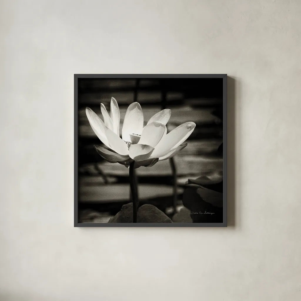 Lotus Flower VIII Sq by Debra Van Swearingen. Shown in a sleek black glass frame for a contemporary gallery look. Available as an archival giclee rolled canvas, fine art paper, or poster print. SKU 11802a.
