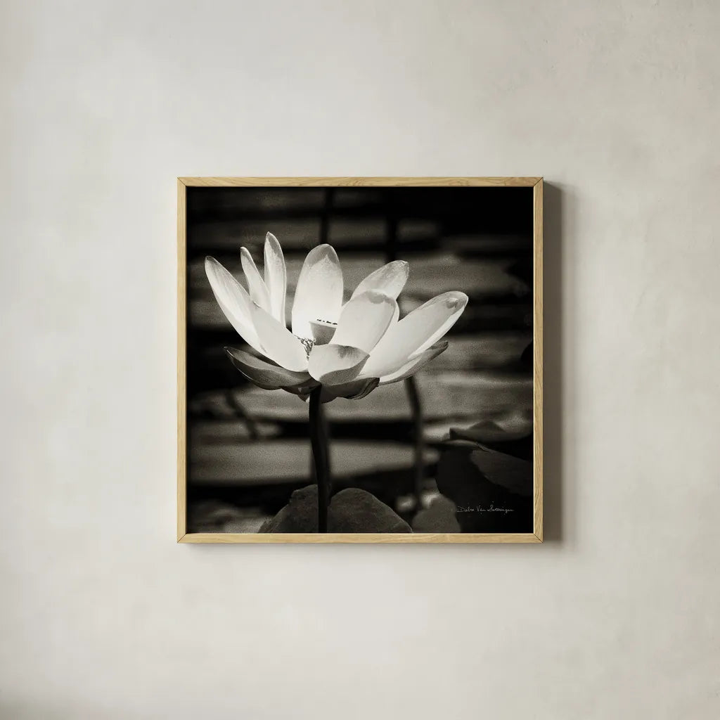 Lotus Flower VIII Sq by Debra Van Swearingen. Shown in a natural wood glass frame for a timeless modern aesthetic. Available as an archival giclee rolled canvas, fine art paper, or poster print. SKU 11802a.