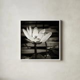 Lotus Flower VIII Sq by Debra Van Swearingen. Shown in a crisp white glass frame for a clean and minimalist style. Available as an archival giclee rolled canvas, fine art paper, or poster print. SKU 11802a.