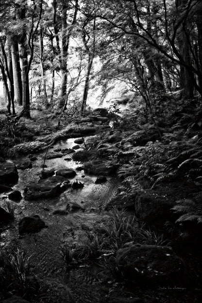 Lush Creek in Forest BW by Debra Van Swearingen. SKU 55153h. Archival Giclee Fine art print for wall decor.