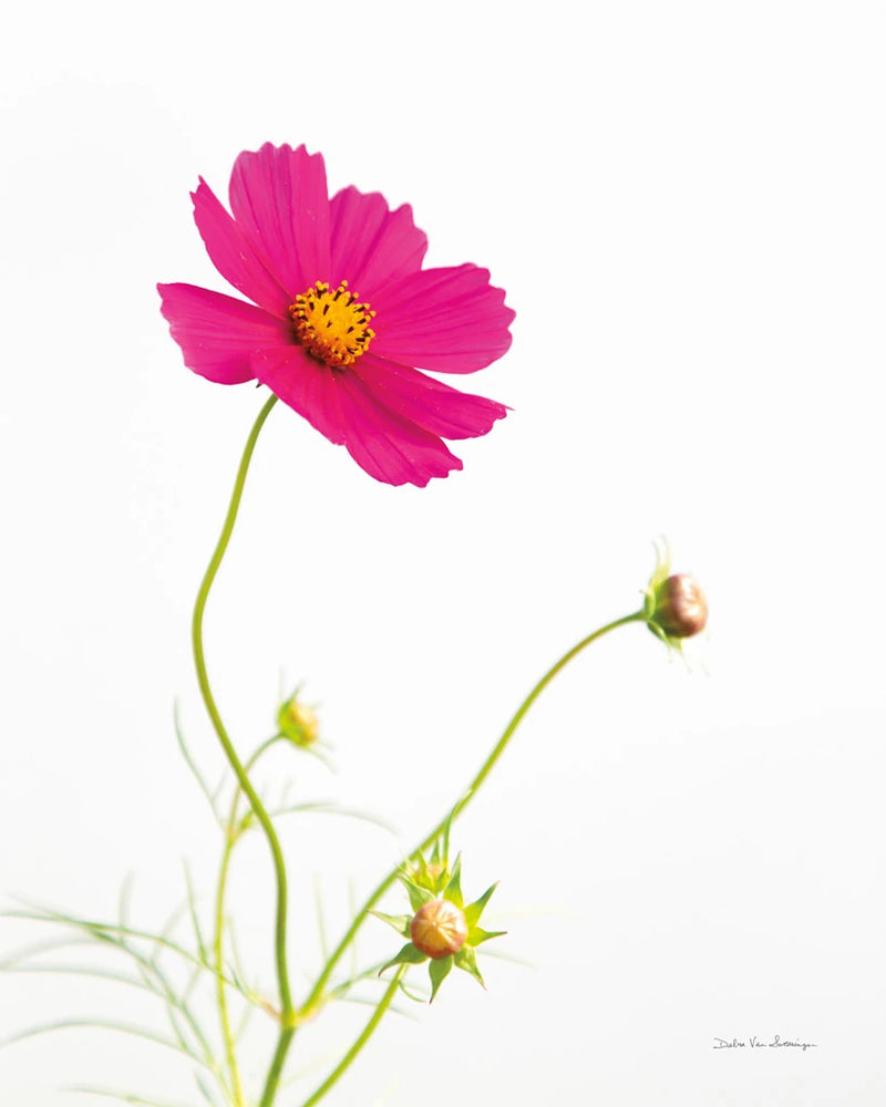 Magenta Cosmos I by Debra Van Swearingen