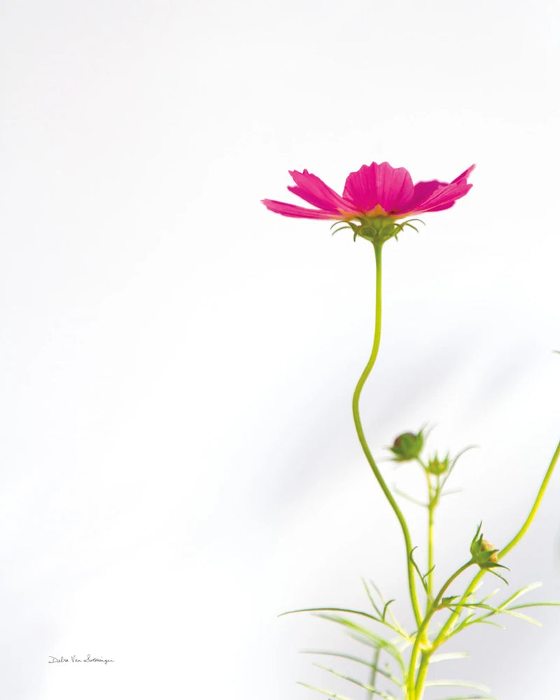 Magenta Cosmos II by Debra Van Swearingen
