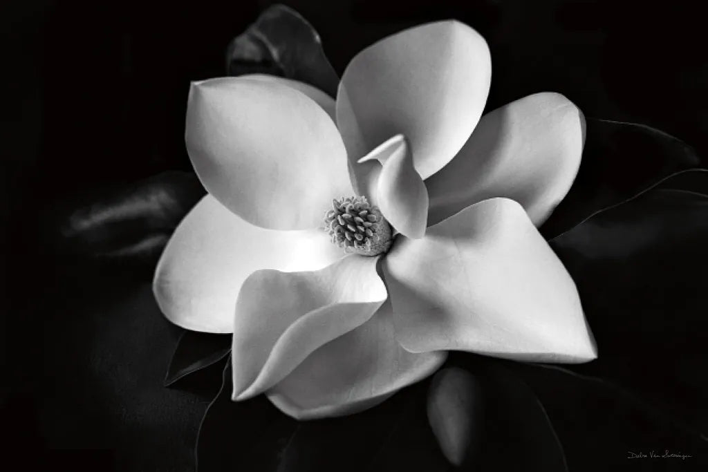 Magnolia by Debra Van Swearingen. SKU 12233i. Archival Giclee Fine art print for wall decor.