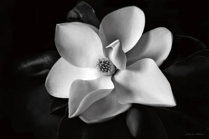 Magnolia by Debra Van Swearingen. SKU 12233i. Archival Giclee Fine art print for wall decor.