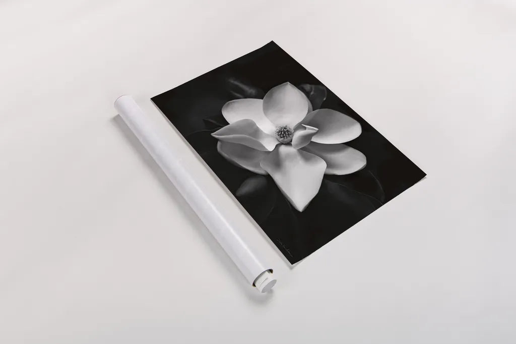Magnolia by Debra Van Swearingen. shown as a rolled paper print. Available as archival giclee rolled canvas, fine art paper, or poster print. SKU 12233i.
