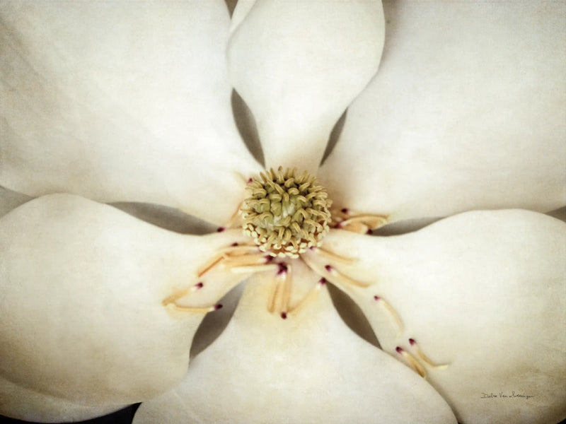 Magnolia Detail I by Debra Van Swearingen