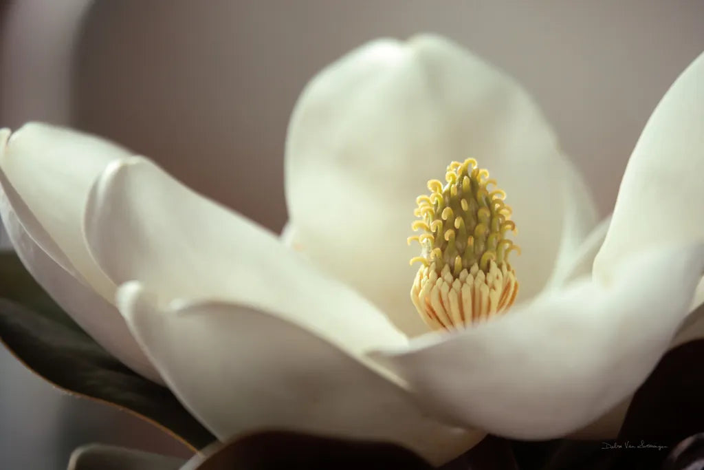 Magnolia Detail II by Debra Van Swearingen. SKU 89240i. Archival Giclee Fine art print for wall decor.