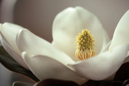 Magnolia Detail II by Debra Van Swearingen. SKU 89240i. Archival Giclee Fine art print for wall decor.