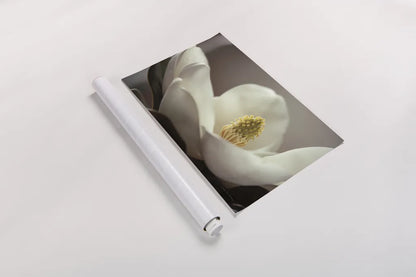 Magnolia Detail II by Debra Van Swearingen. shown as a rolled paper print. Available as archival giclee rolled canvas, fine art paper, or poster print. SKU 89240i.