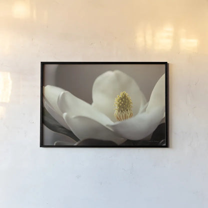Magnolia Detail II by Debra Van Swearingen. shown as a paper print in a black flame. Available as a archival giclee rolled canvas, fine art paper, or poster print. SKU 89240i.