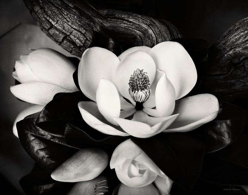 Magnolia and Driftwood II Crop by Debra Van Swearingen