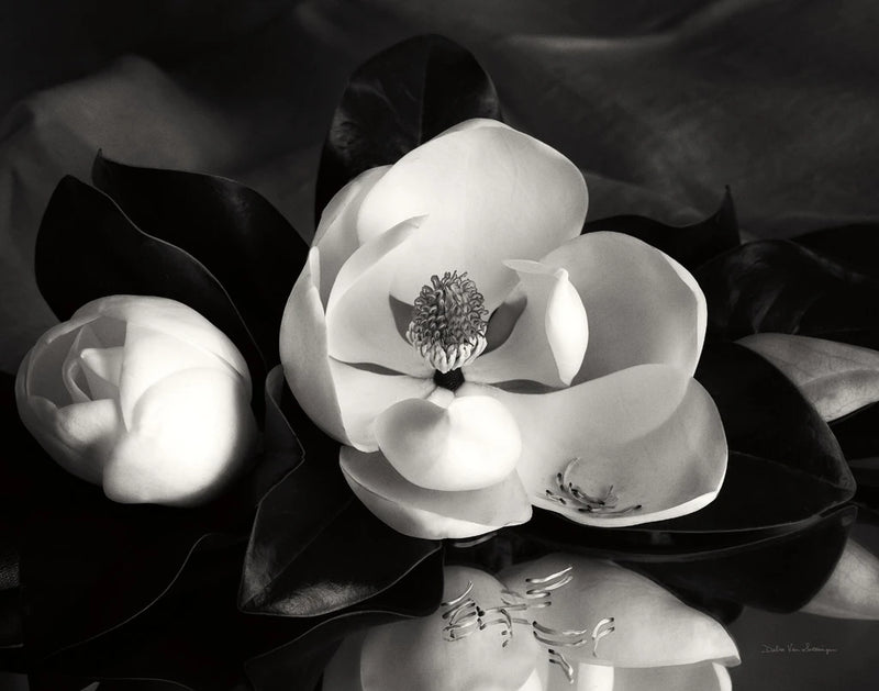 Magnolia in Bloom Crop by Debra Van Swearingen