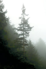 Majestic Pines I by Debra Van Swearingen. SKU 77358h. Archival Giclee Fine art print for wall decor.