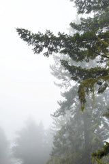 Majestic Pines II by Debra Van Swearingen. SKU 77359h. Archival Giclee Fine art print for wall decor.