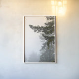 Majestic Pines II by Debra Van Swearingen. shown as a paper print in a white frame. Available as a archival giclee rolled canvas, fine art paper, or poster print. SKU 77359h.