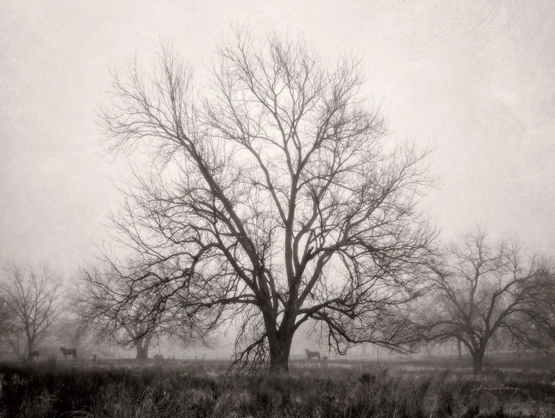 Morning Calm I BW by Debra Van Swearingen