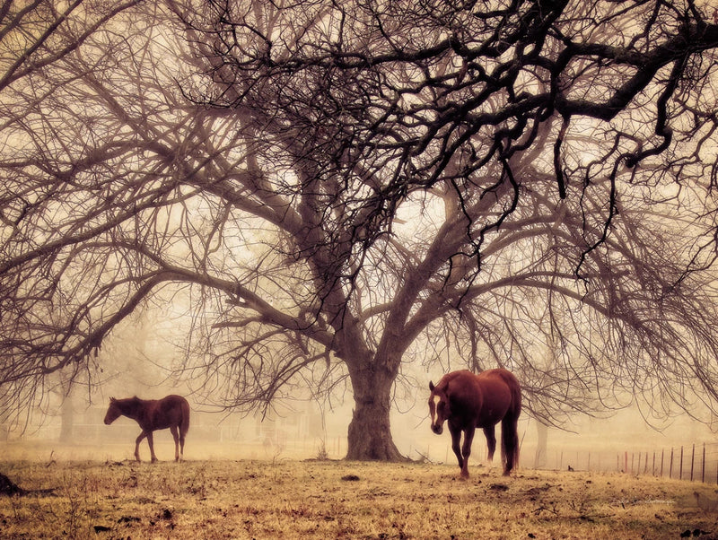 Morning Calm II by Debra Van Swearingen