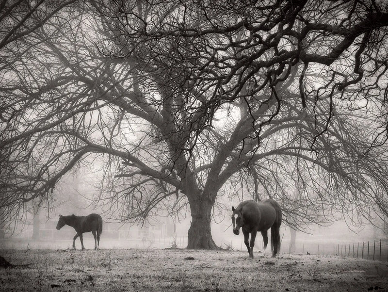 Morning Calm II BW by Debra Van Swearingen