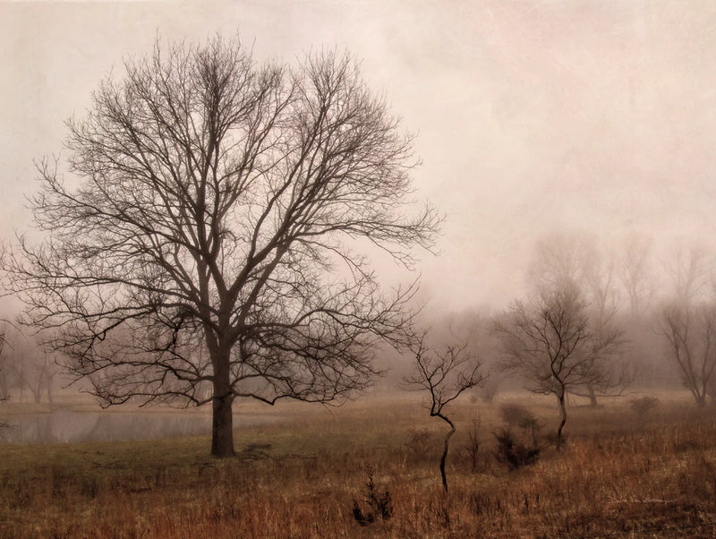 Morning Calm IV by Debra Van Swearingen