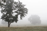 Morning Fog I by Debra Van Swearingen. SKU 81263i. Archival Giclee Fine art print for wall decor.