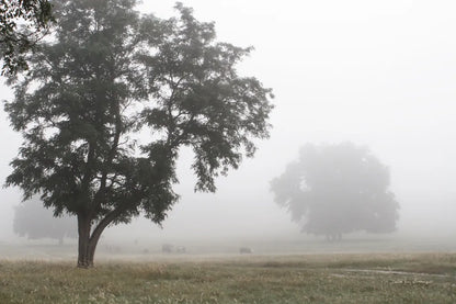 Morning Fog I by Debra Van Swearingen. SKU 81263i. Archival Giclee Fine art print for wall decor.