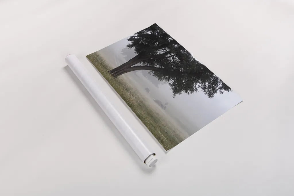 Morning Fog II by Debra Van Swearingen. shown as a rolled paper print. Available as archival giclee rolled canvas, fine art paper, or poster print. SKU 81264i.