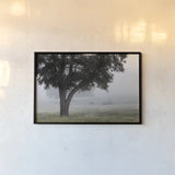Morning Fog II by Debra Van Swearingen. shown as a paper print in a black flame. Available as a archival giclee rolled canvas, fine art paper, or poster print. SKU 81264i.