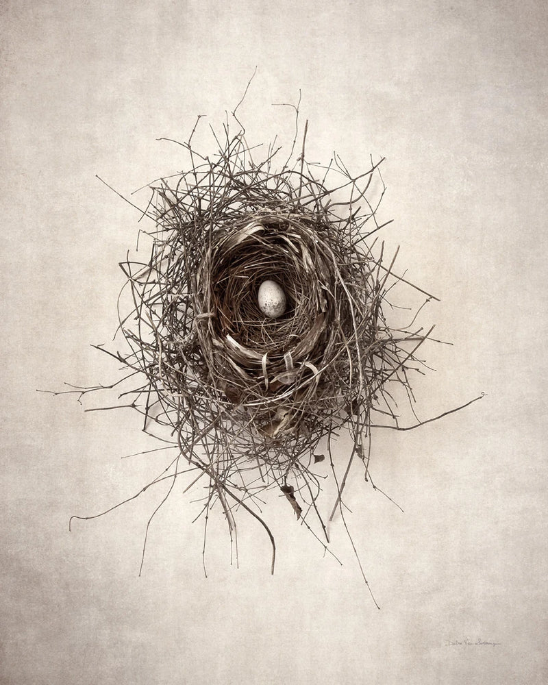 Nest I by Debra Van Swearingen