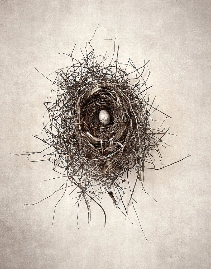 Nest I by Debra Van Swearingen