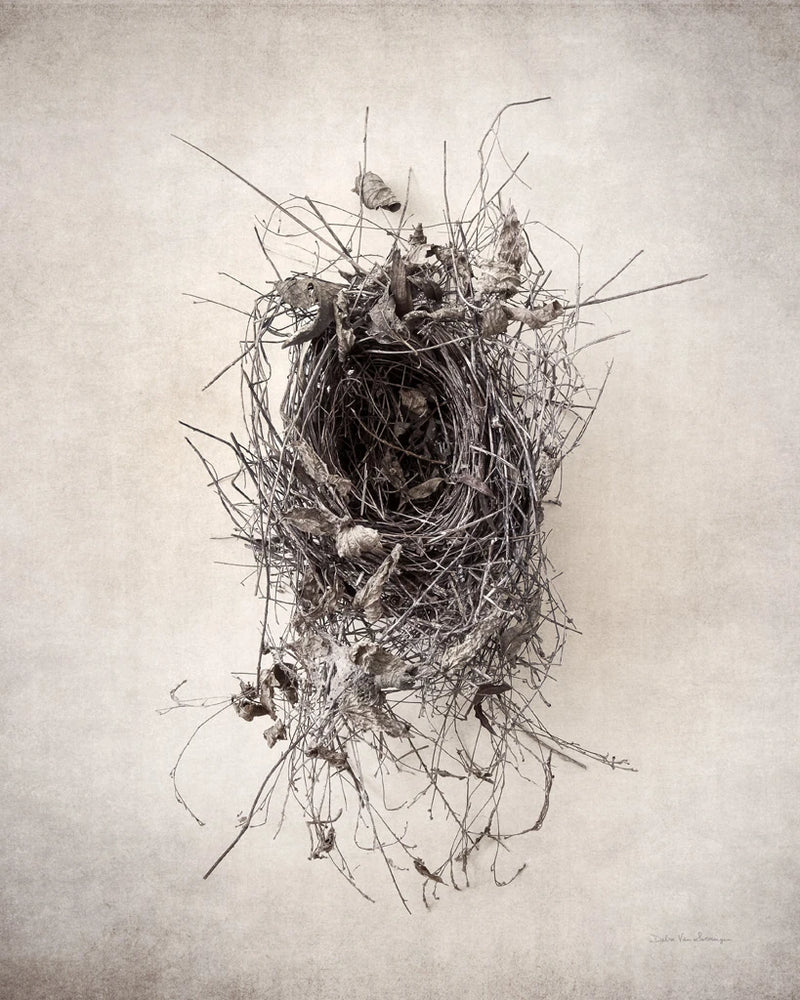 Nest II by Debra Van Swearingen