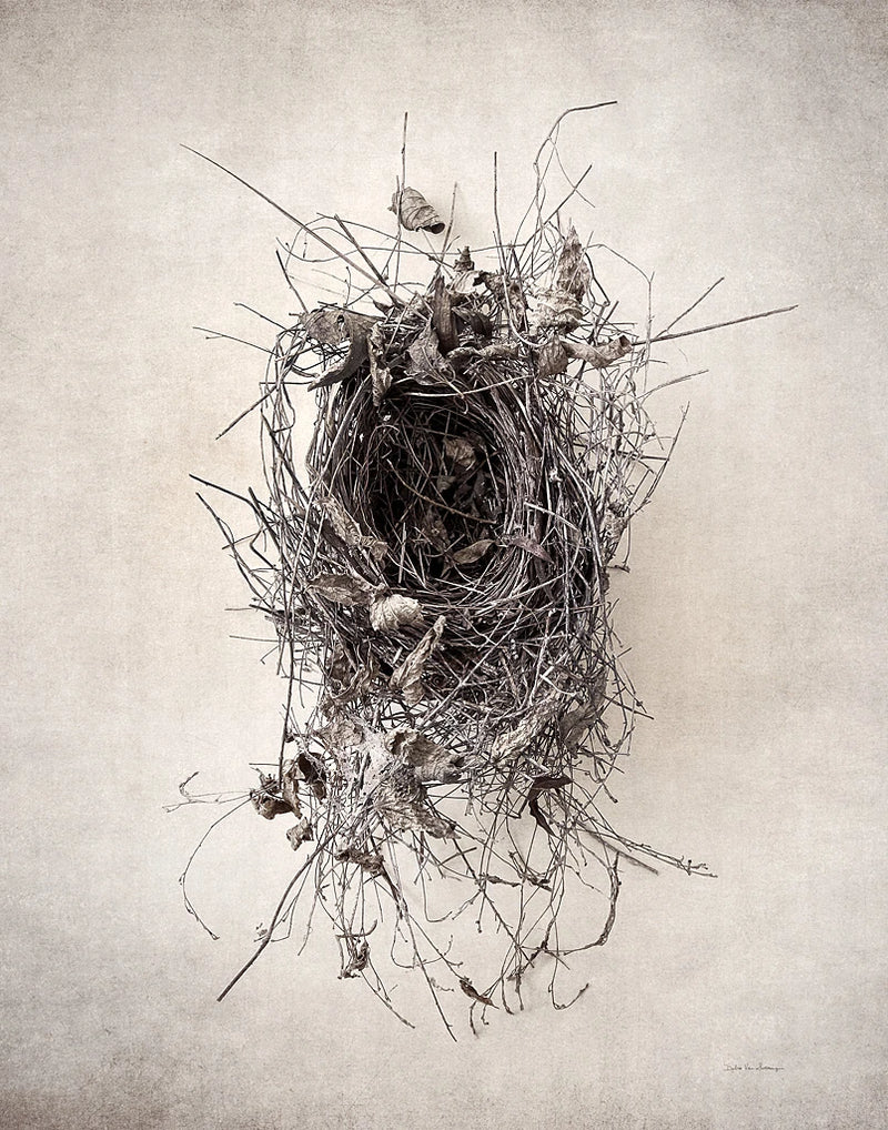 Nest II by Debra Van Swearingen