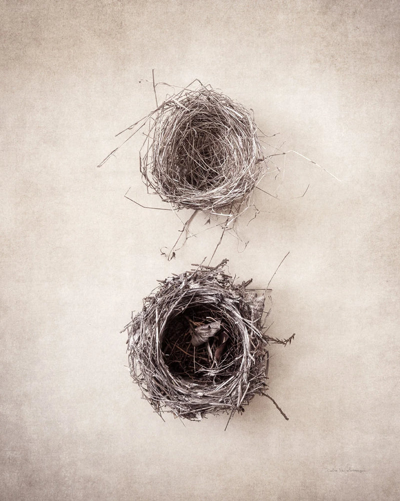 Nest IV by Debra Van Swearingen
