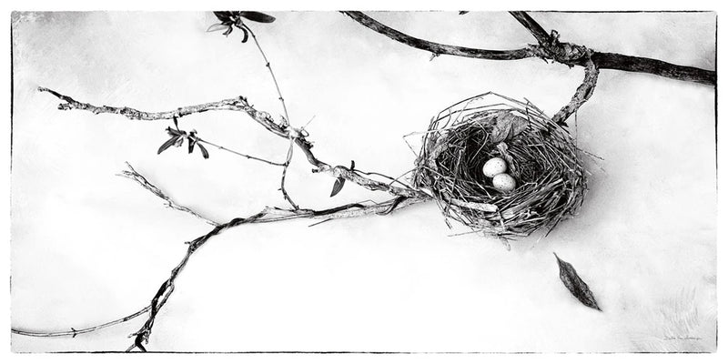 Nest and Branch II by Debra Van Swearingen
